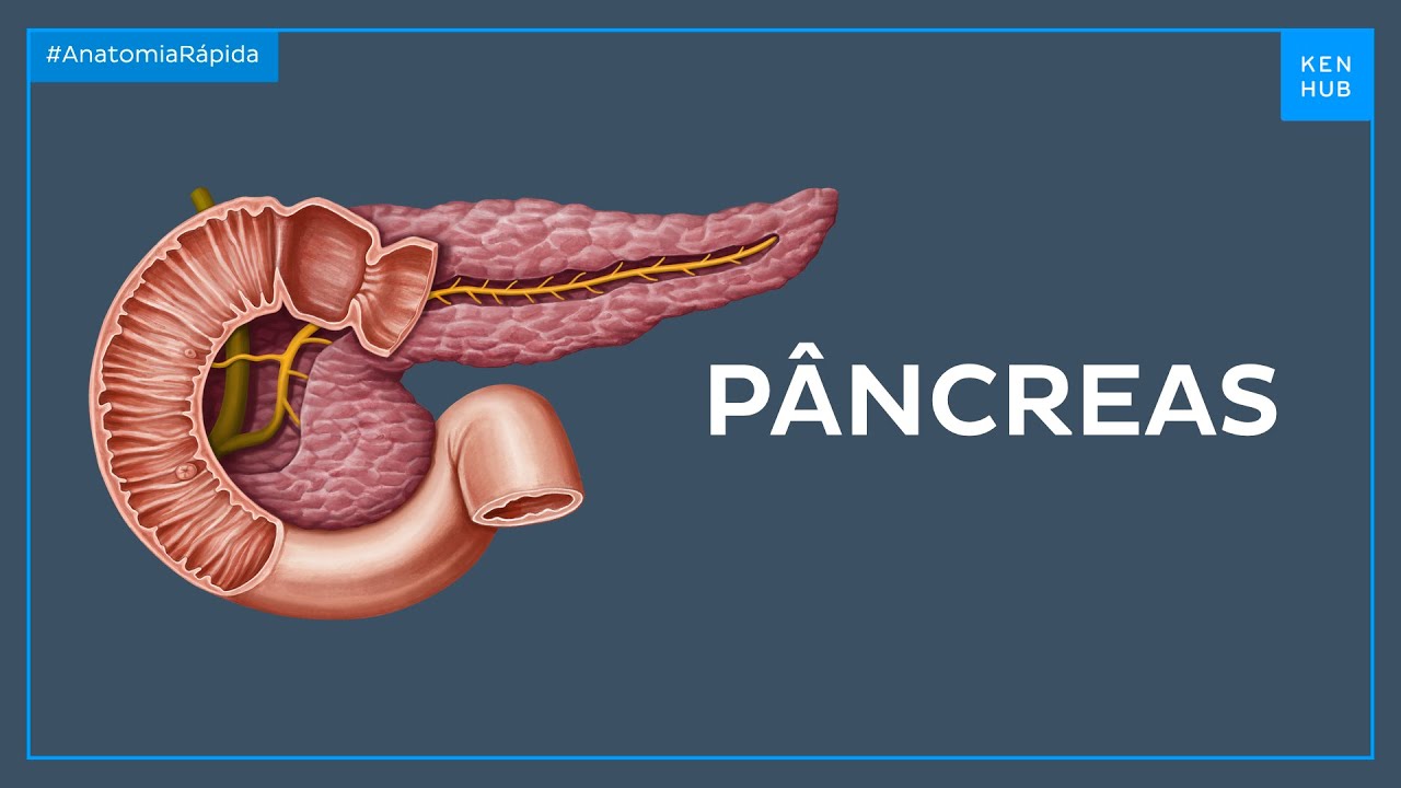 Anatomia básica e localização do pâncreas - Anatomia Fácil | Kenhub