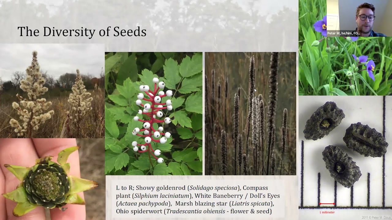 The Hidden Life of the Forest Preserves: Wonderful World of Seeds