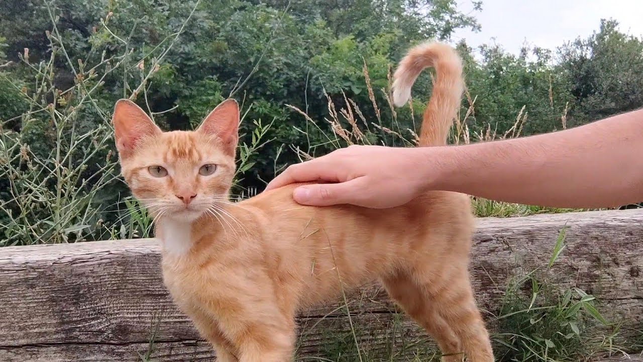 Cute Ginger Cat living in the park is very affectionate