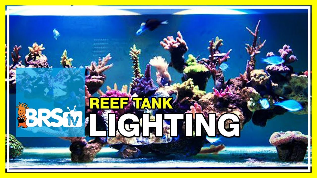 Week 18: Aquarium Lighting: Replicating the Sun Over the World’s Reefs | 52 Weeks of Reefing