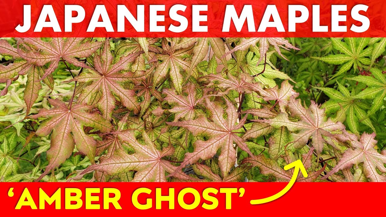 Японский клён, изюминка: Acer palmatum 'Amber Ghost'