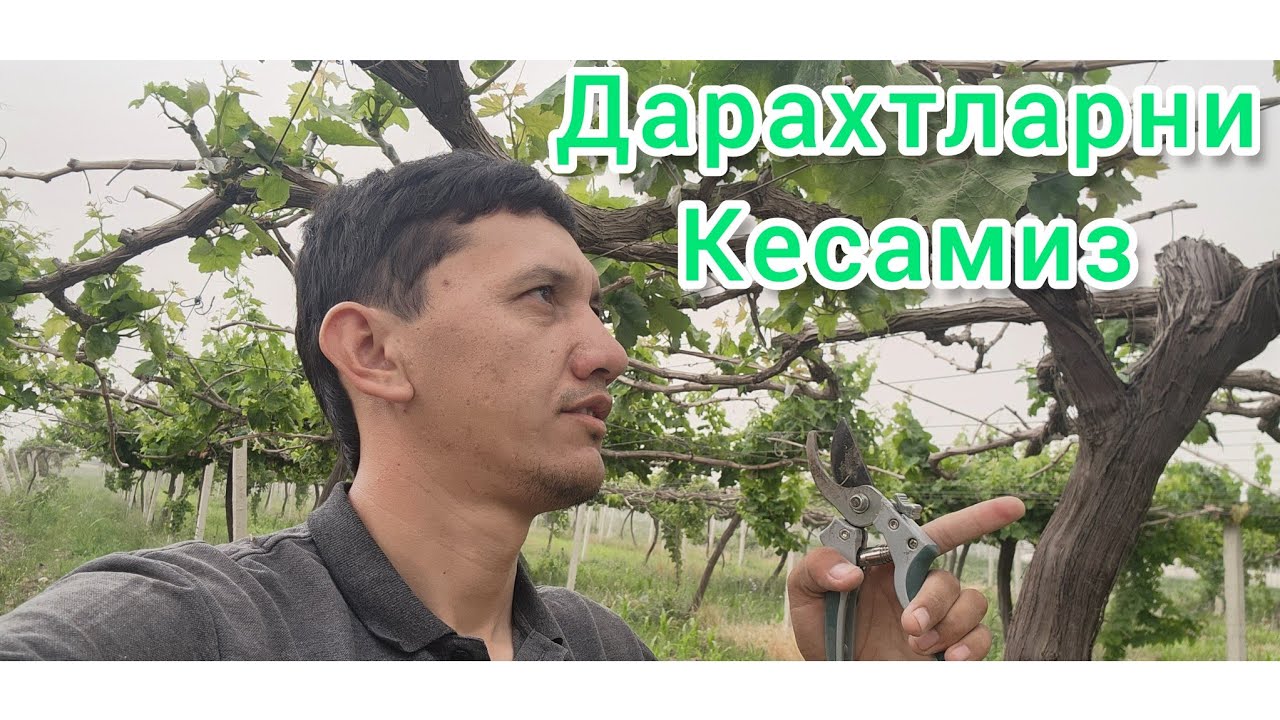 Узум дарахтларини энди кесамиз
