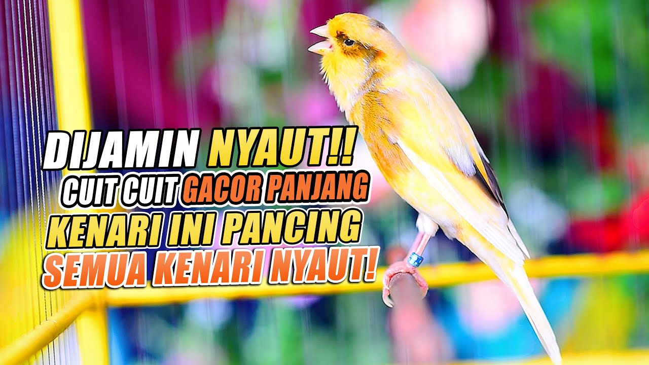 PANCINGAN Kenari GACOR PANJANG Cuit CUIT EMOSI ini AMPUH utk MASTERAN Kenari PAUD belajar BUNYI