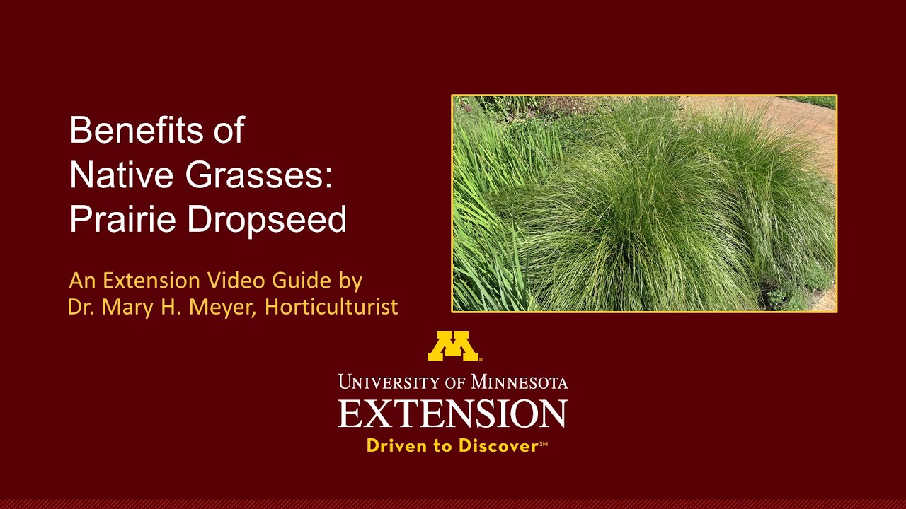 Benefits of Native Grasses: Prairie Dropseed