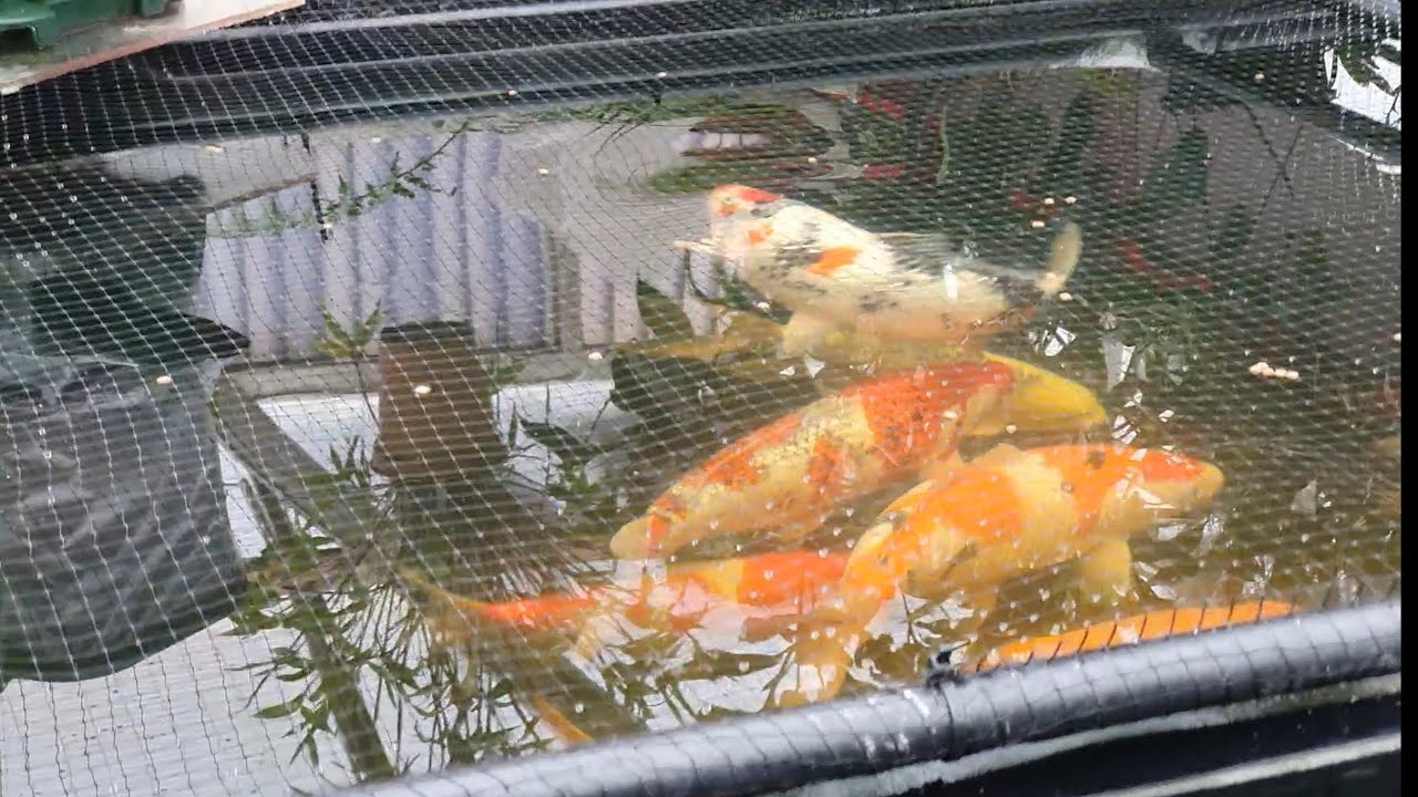 Koi Pond maintenance tips|Rapid Clear Flocculant & is it a 50/50 food mix.