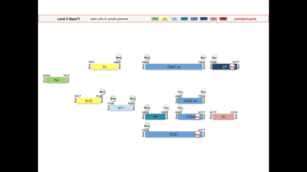 Golden Gate Cloning # 3: The Golden Gate MoClo Assembly Standard