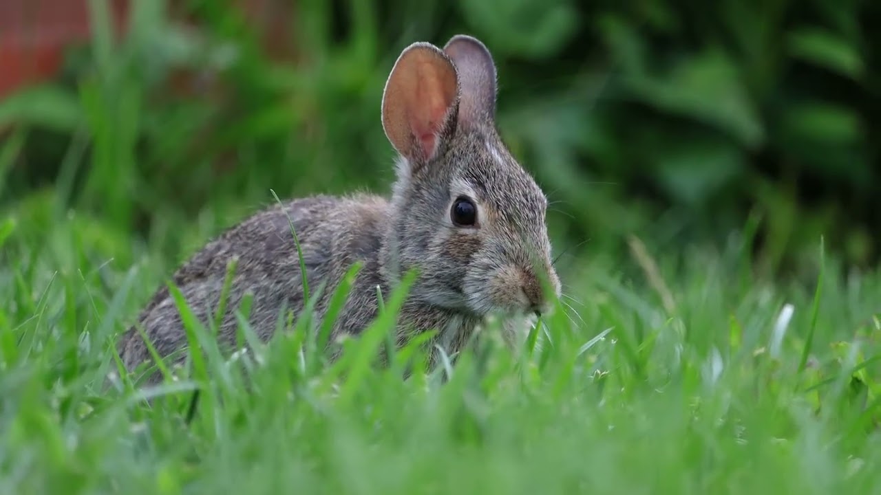Rabbit Eating Grass