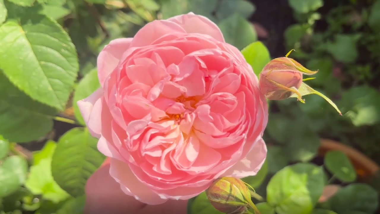 Rose Garden Tour Early July - Kordes & David Austin