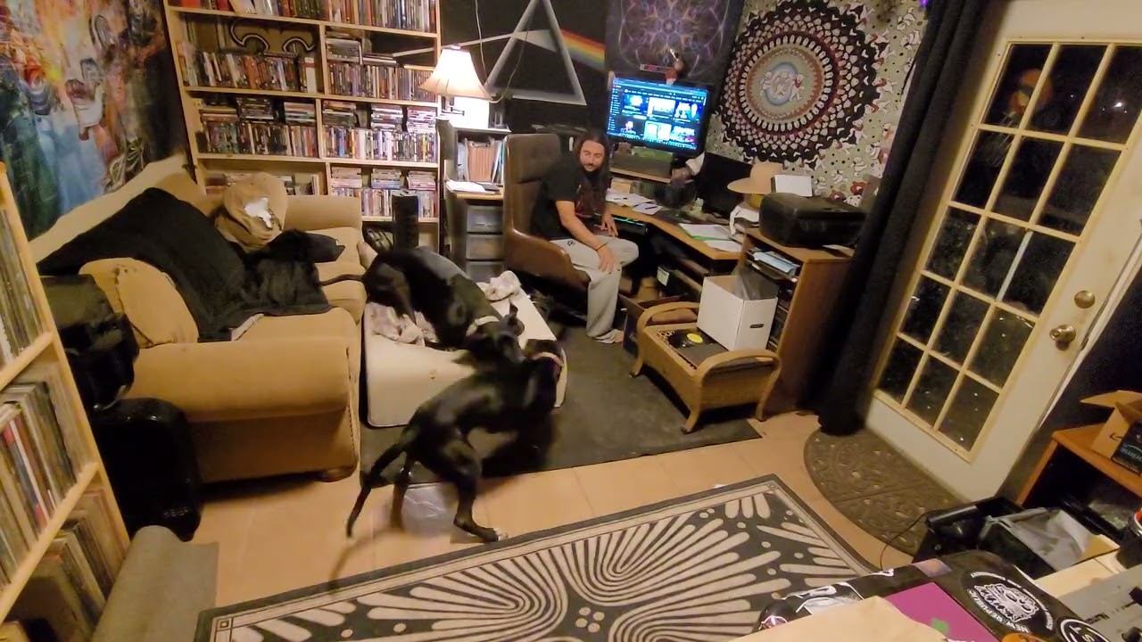 Play Interruption / Canine Regulation