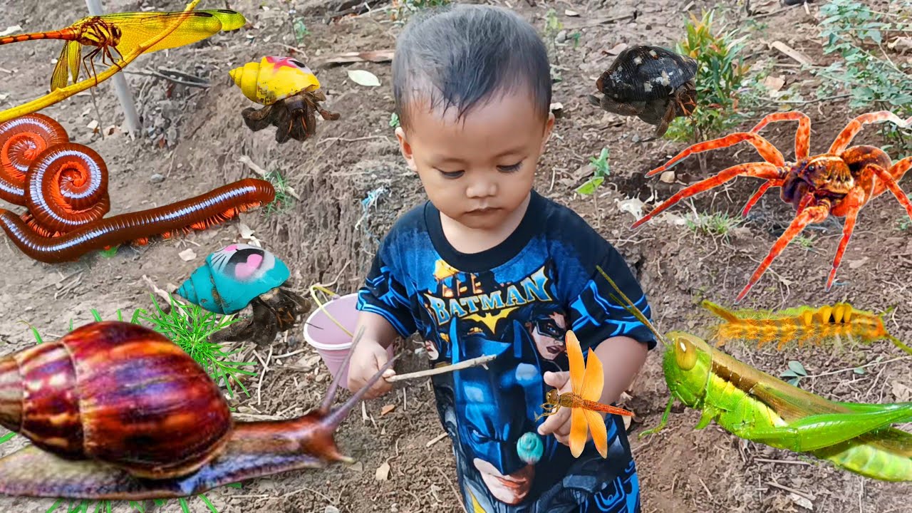Seru..Menemukan banyak hewan serangga luwing,bekicot,capung,kelomang,belalang,laba laba,ulat bulu