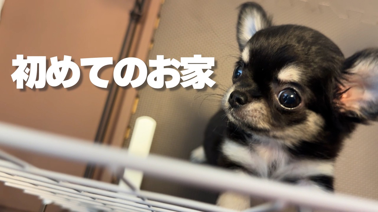 生後60日の子犬チワワ、初めての家