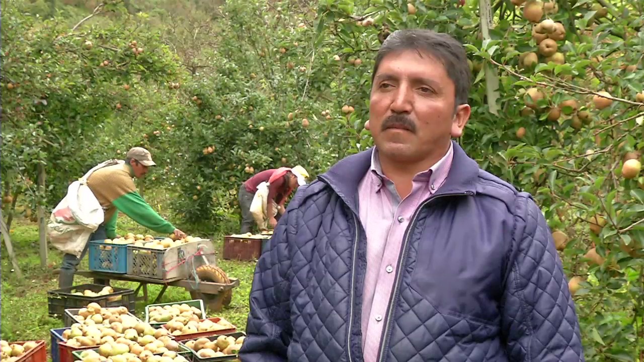 Agricultura al Día - Crónica, del cultivo al consumidor, Productor de Pera, Corabastos