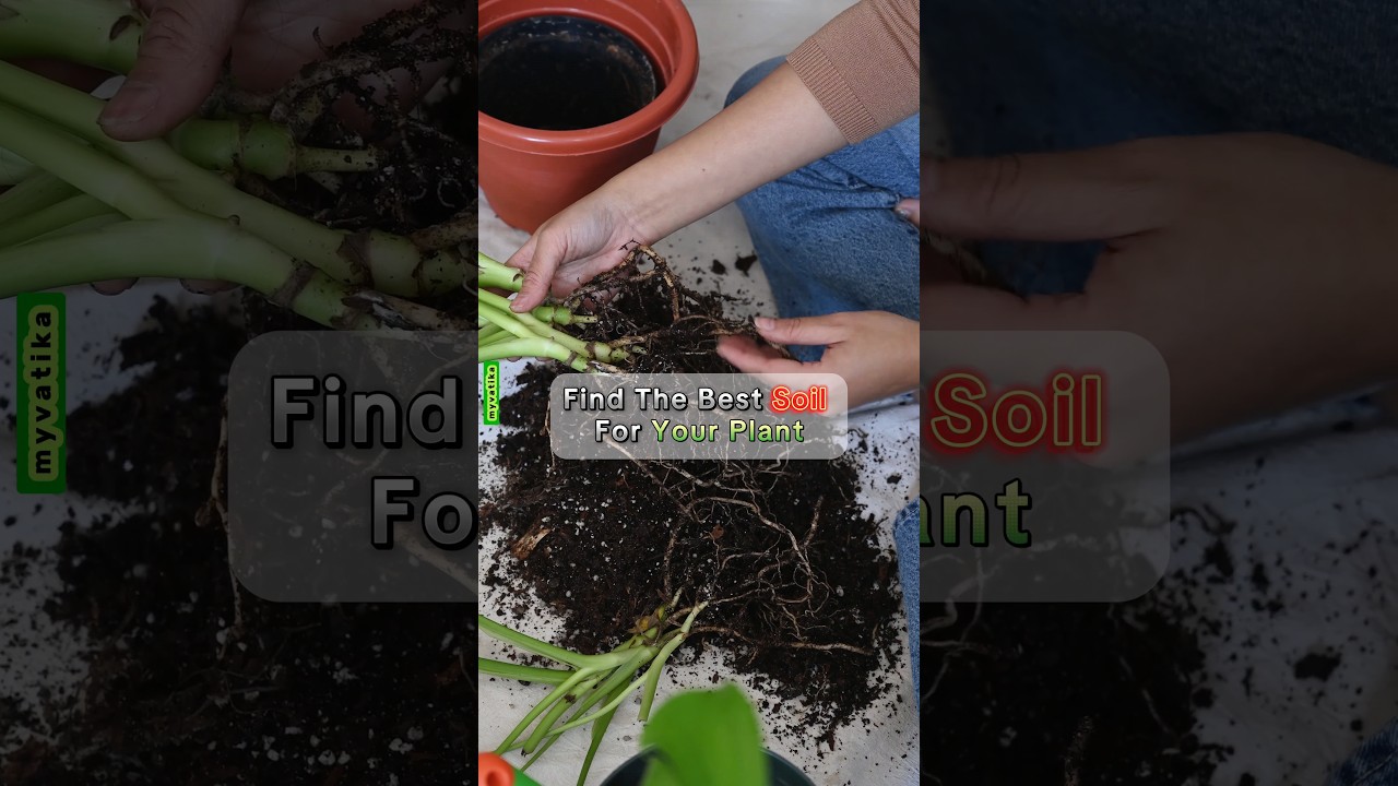 One-Time Investment, Lifetime Benefits: My Vatika's Potting Mix #gardeningtips #pottingmix #plants
