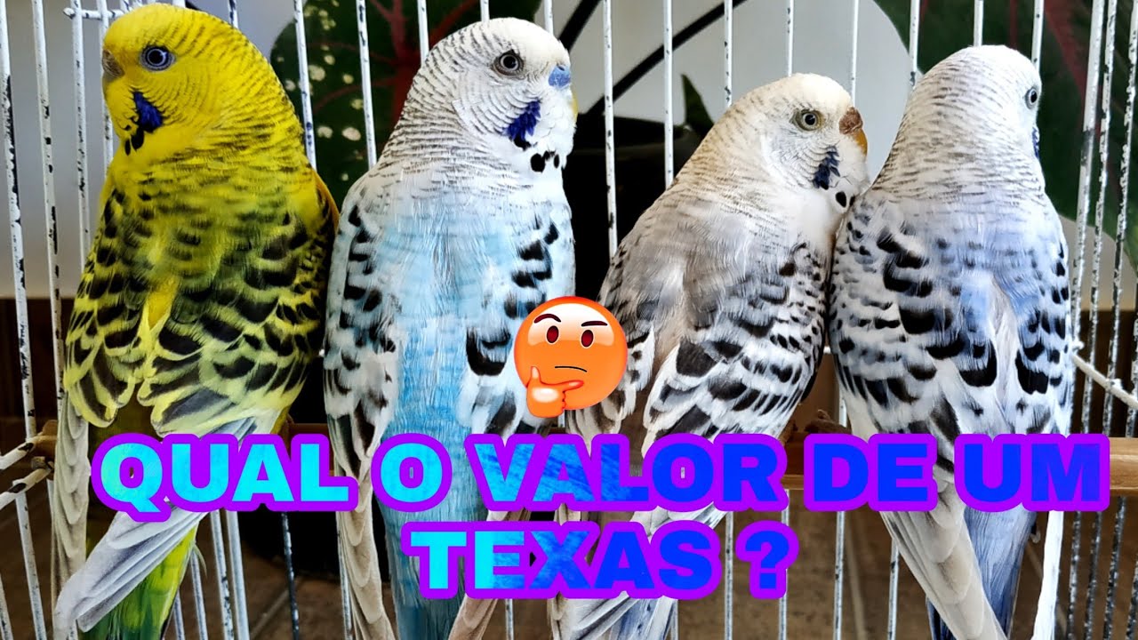QUAL O VALOR DE UM PERIQUITO CORPO CLARO DO TEXAS