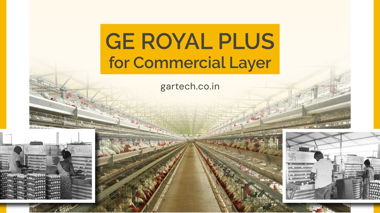 GE Royal Plus+ by Gartech &ndash; Game-Changer in Tropical Poultry Farming!