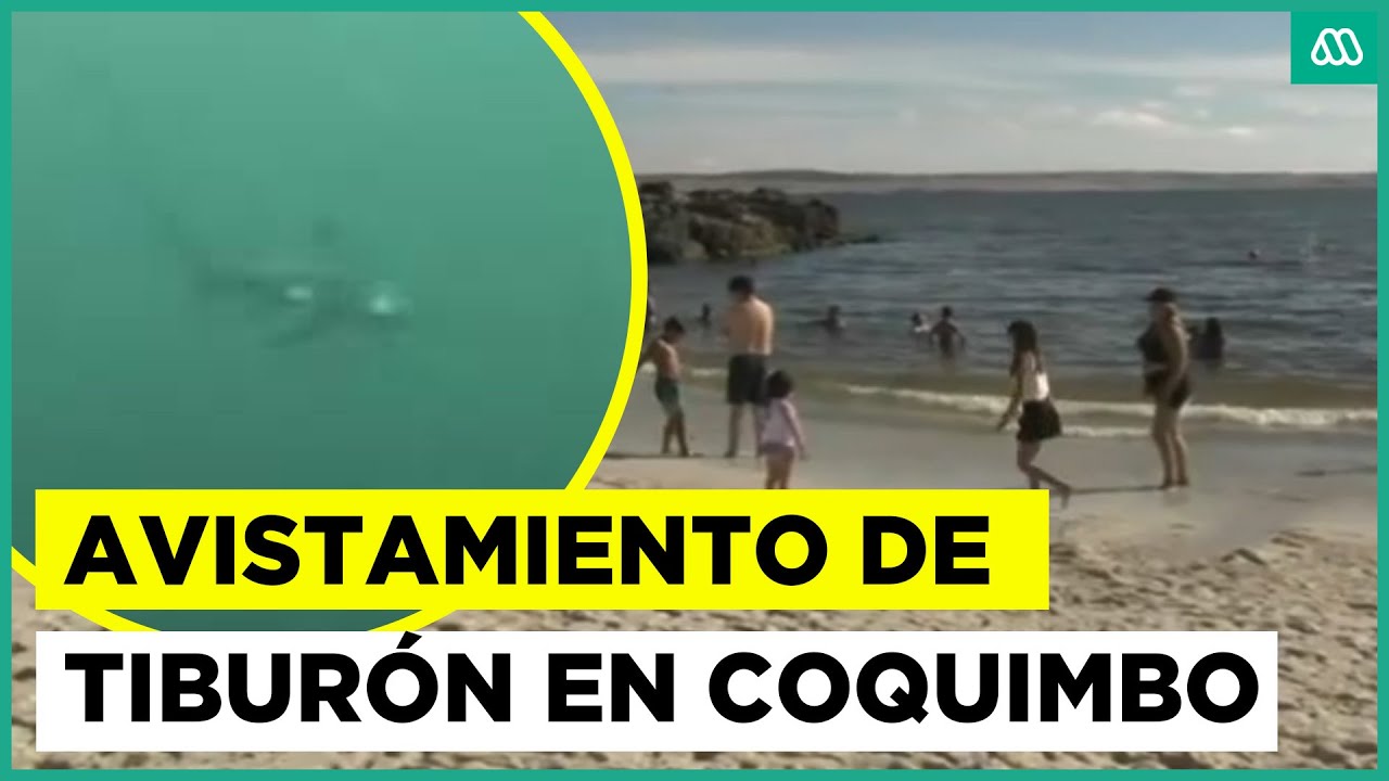 ¿Efecto del cambio climático? Tiburón es avistado frente a playa de Coquimbo