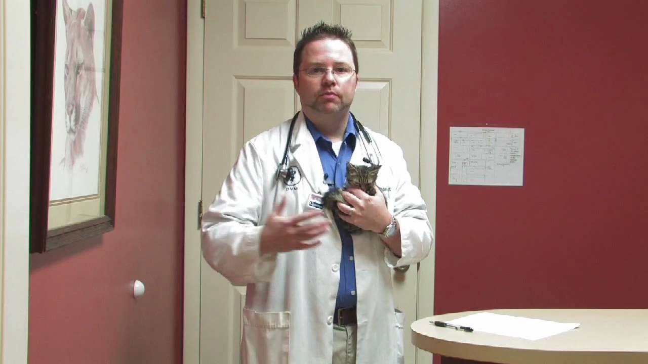 Kitten Care : Moving Newborn Kittens