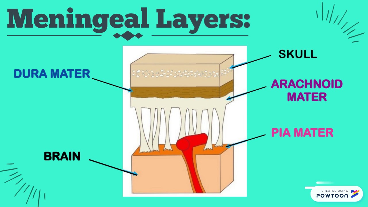 Meningeal Layers - Gardner's Anatomy & Physiology