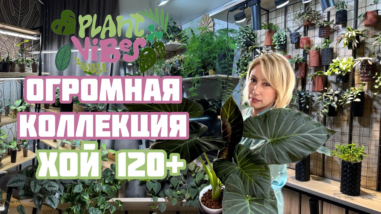 Обзор растений у цветовода в гостях/ огромная коллекция хой