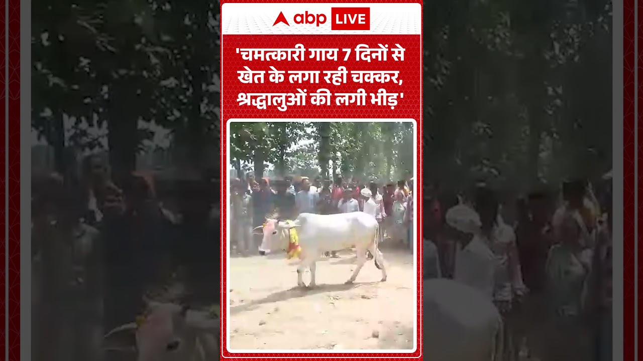 Cow Viral Video : 'चमत्कारी गाय 7 दिनों से खेत के लगा रही चक्कर, श्रद्धालुओं की लगी भीड़' #shocking