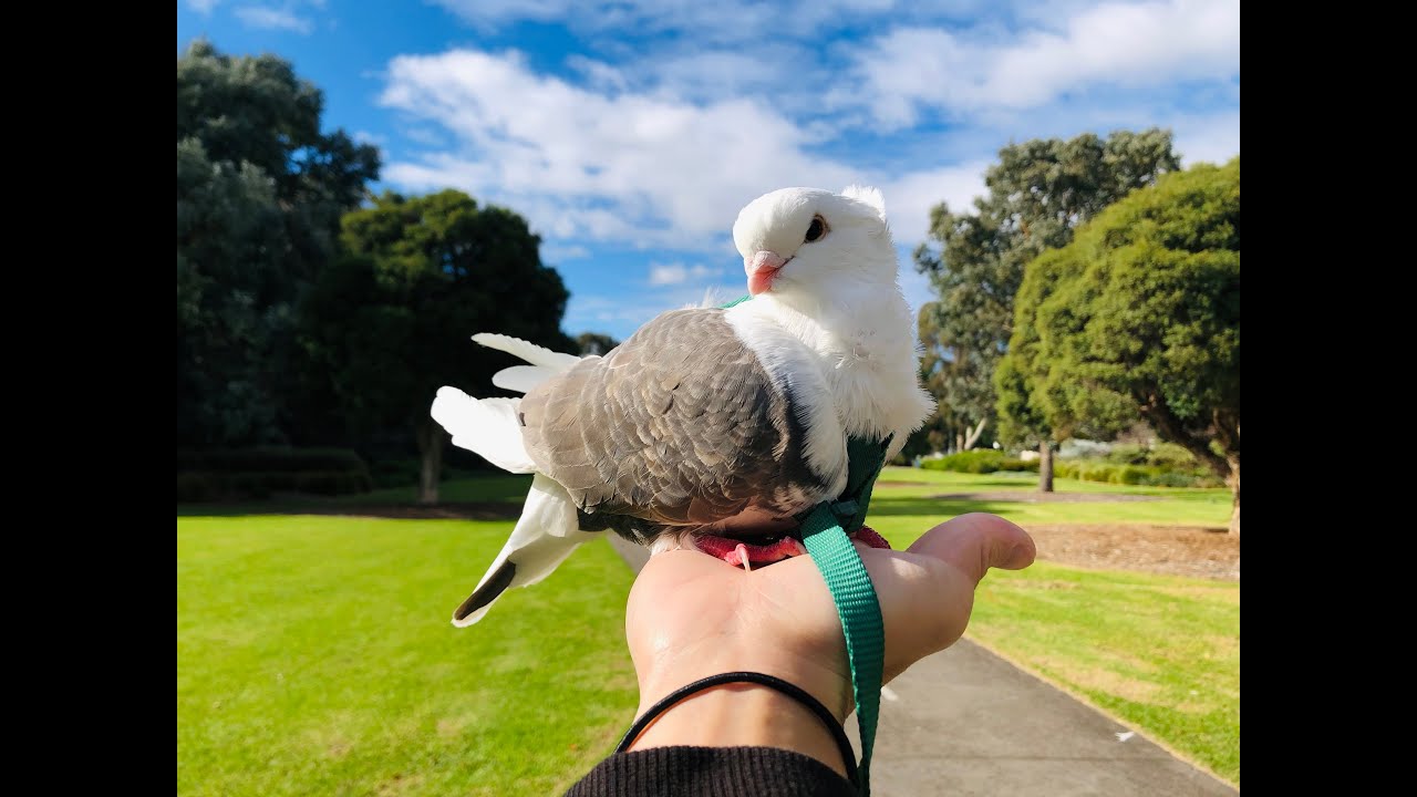 Putting on pigeon leash and day out at the park - Nutella the Old German Owl