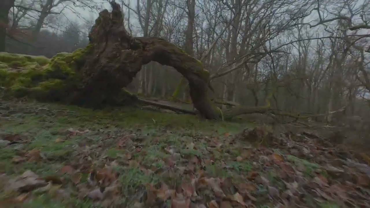 Dji Avata2  Foggy Forest