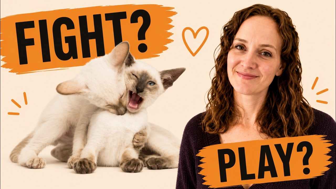Cats fighting or just playing? Here&rsquo;s how to tell.