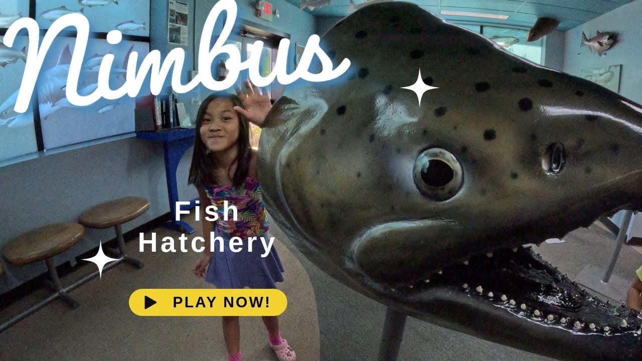 Nimbus Fish Hatchery.  Salmon, Steelhead, and Trout.  The girls had a great time feeding the fish.  