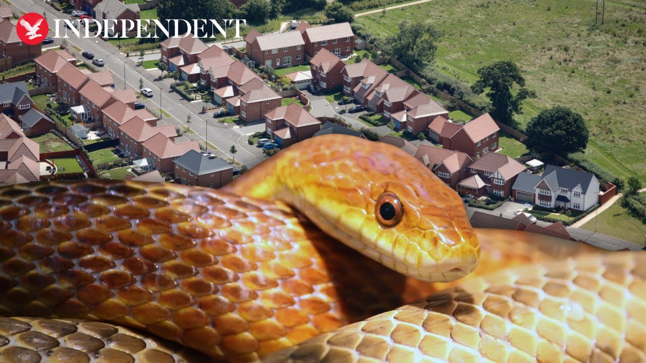 Invasive 2m-long snake breeding inside walls and attics across UK, scientists warn