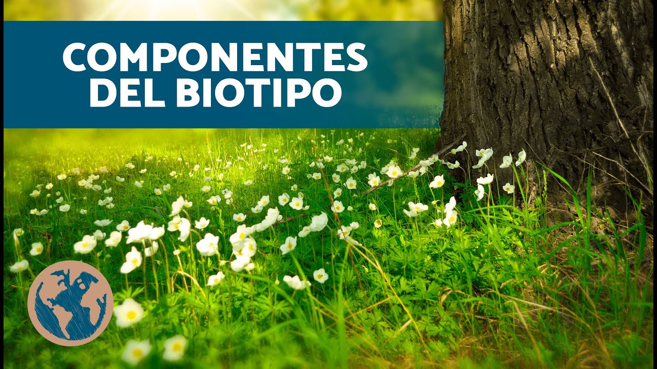 ¿Qué ES un BIOTIPO? 🌳 (Diferencia entre Biotopo y Biocenosis)
