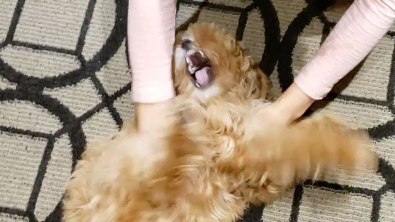 Puppy's Dramatic Reaction After 3 Days Separation