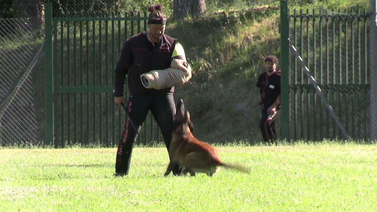 II SELEZIONE FCI 2025 FABIO RUFFINI  FASE C 94 - Sports Dogs - Il Meraviglioso mondo dell'IGP.