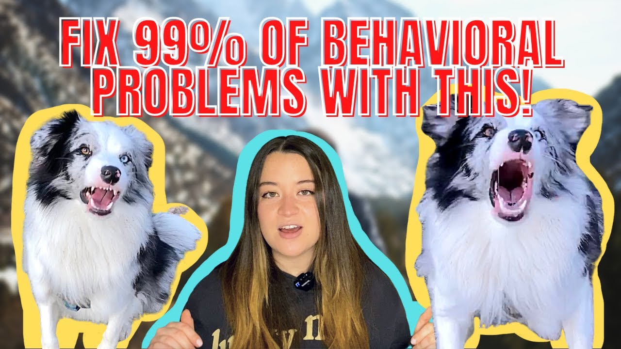 What Are Desensitization and Counterconditioning? (FIX Dog Reactivity and Most Behavioral Problems)