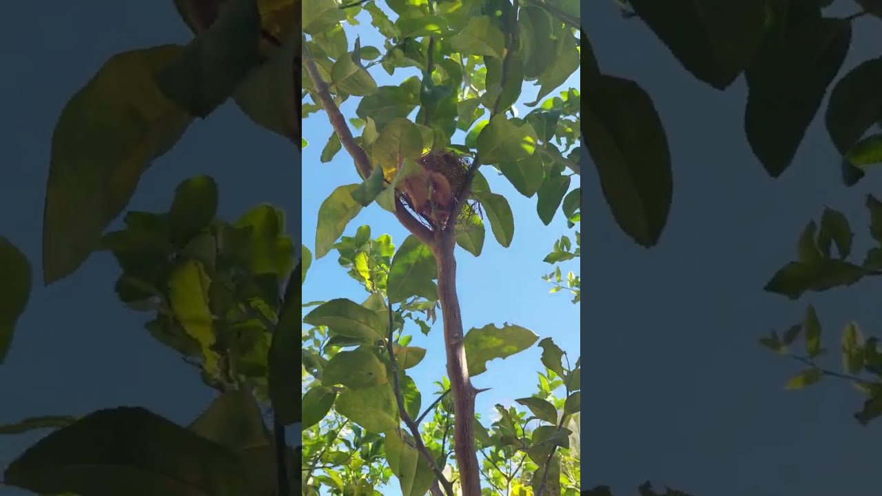 Lovely limes. Garden short. #freshlimes#homegrown papaya