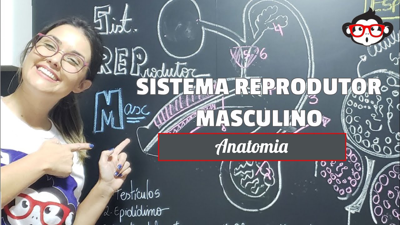 Anatomia Humana | Sistema Reprodutor Masculino 🐵📚