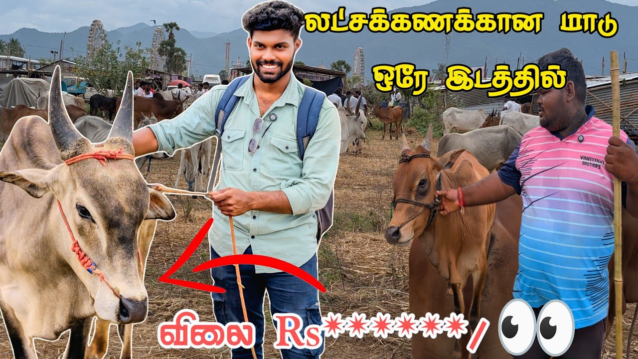 🔥அந்தியூர் கால்நடை சந்தை 2025 🐄🐎| ஜல்லிக்கட்டு காளைகள் மற்றும் நாட்டு மாடுகள் விலை