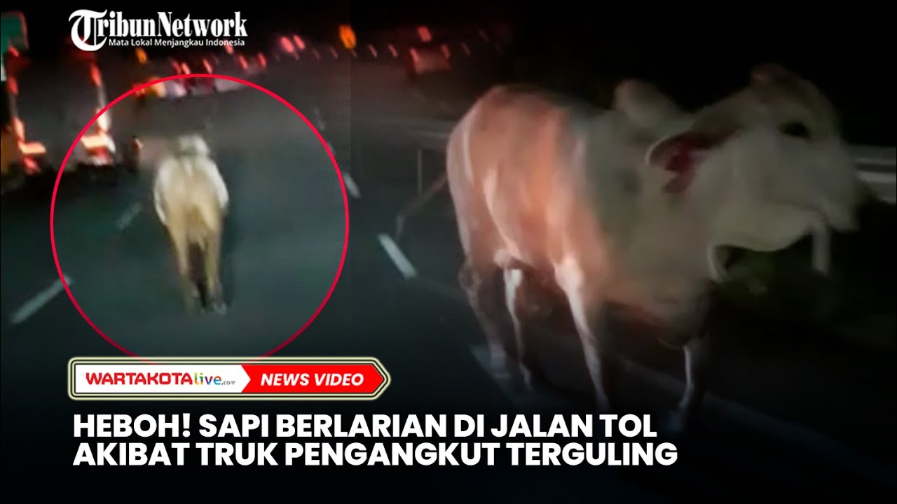 HEBOH! Sapi Berlarian di Jalan Tol Akibat Truk Pengangkut Terguling