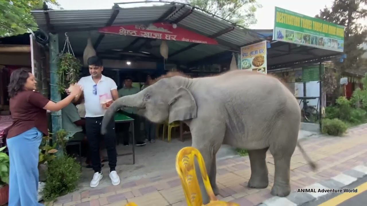 Punti eating bread #animallife #animals #babyelephant #nature 
