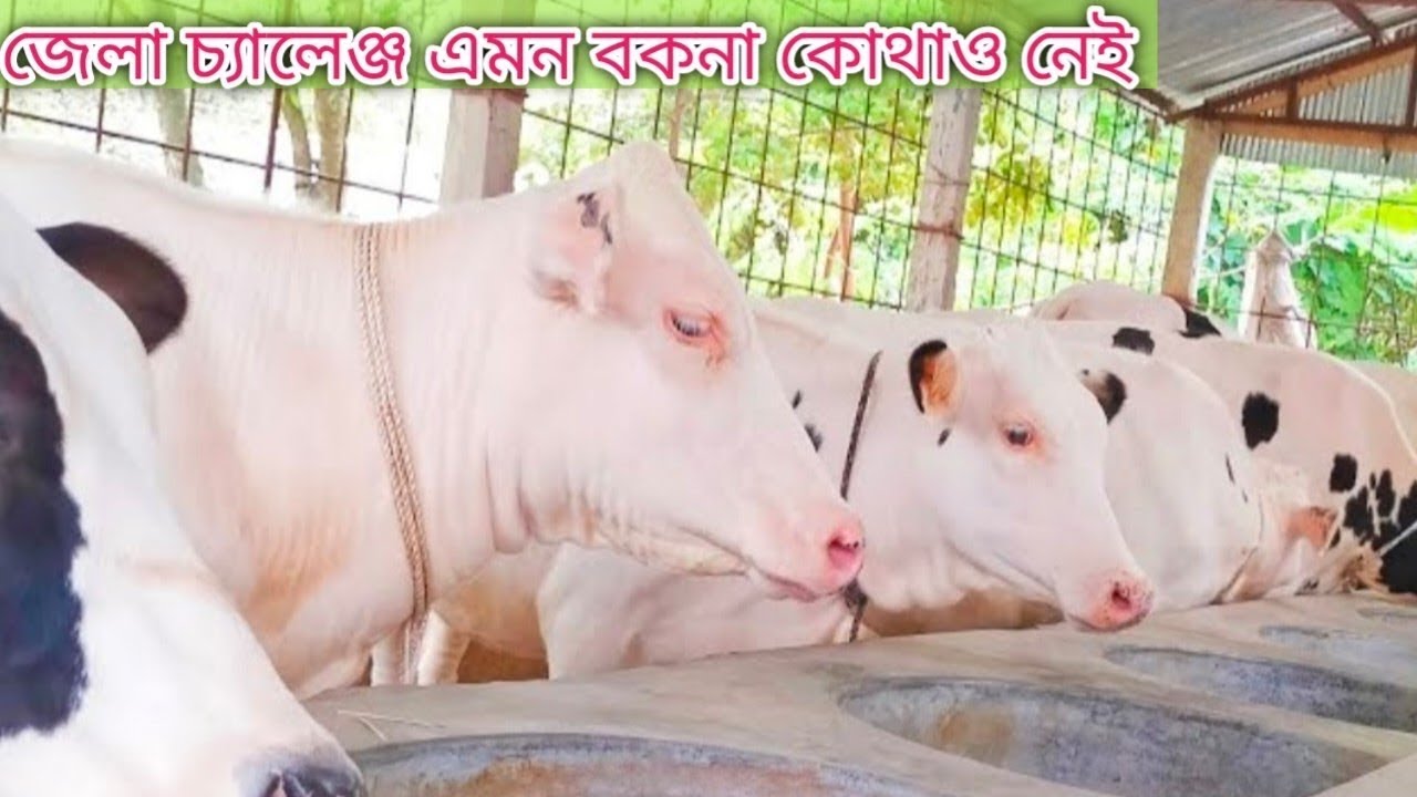 সর্বচ্চো মানের খামার উপযোগী ১০০% হলেষ্টিয়ান ফ্রিজিয়ান জাতের বকনা বাচ্চা কিনুন মিয়া ডেইরী ফার্ম থেকে।