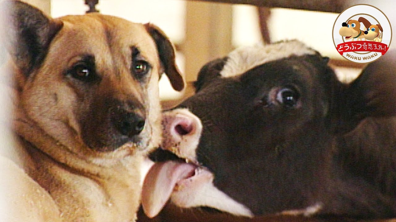 ウシのことが大好きすぎるイヌ！犬の助産師タローが牛の難産を救った！【どうぶつ奇想天外／WAKUWAKU】