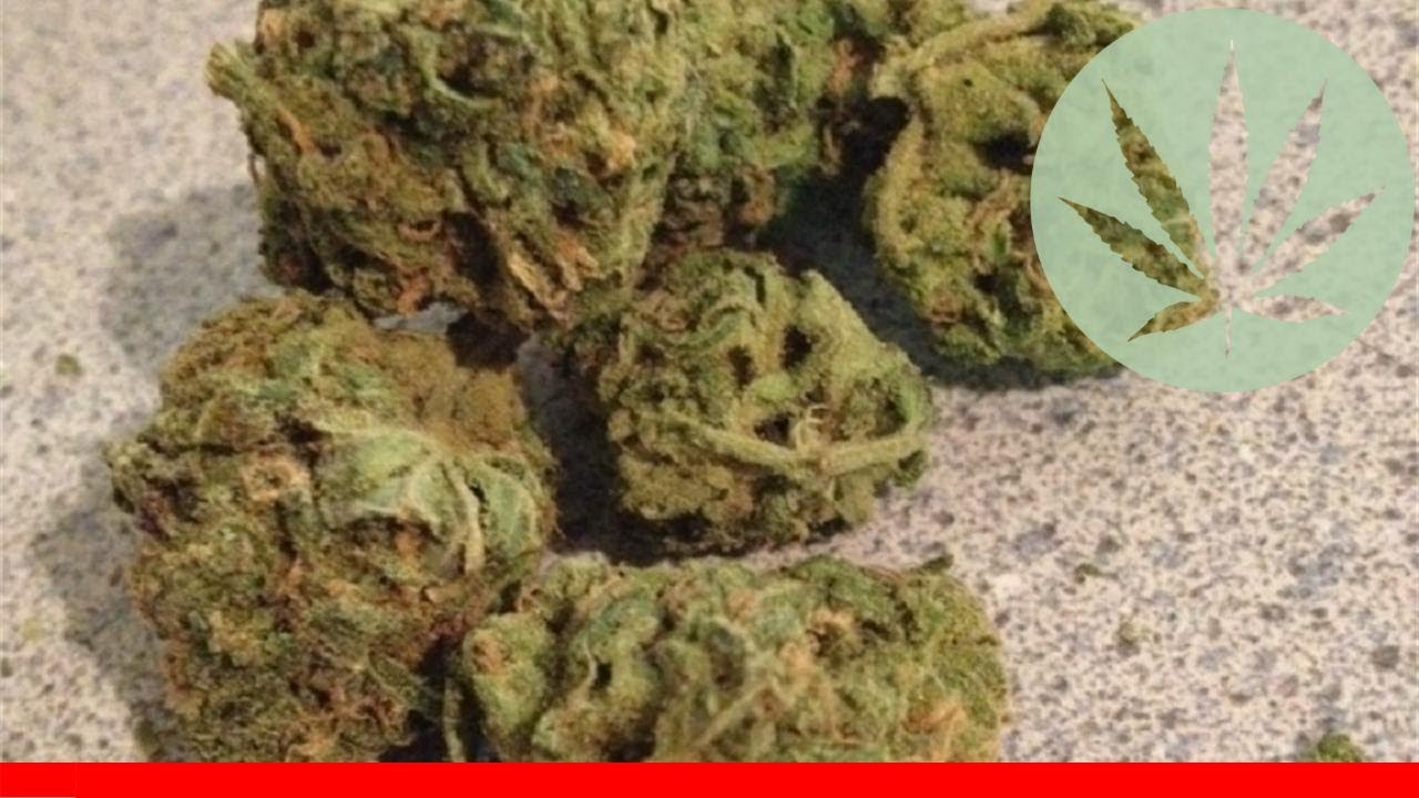 Pineapple Thai - All About This Strain