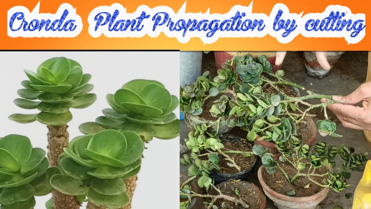 Propagation of Carissa Grandiflora | Karonda  | Natal Plum | Macrocarpa. #garden #plants #cutting
