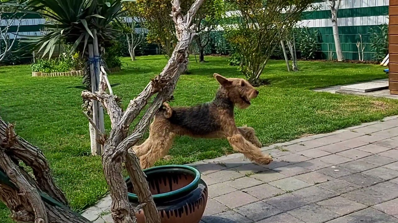 Airedale Terrier Puppies