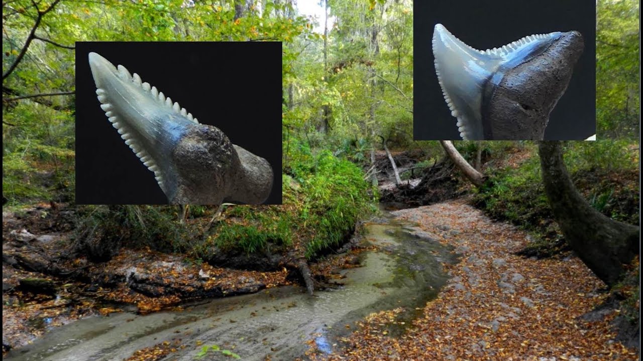 Informative Guide to Fossil Shark Teeth.