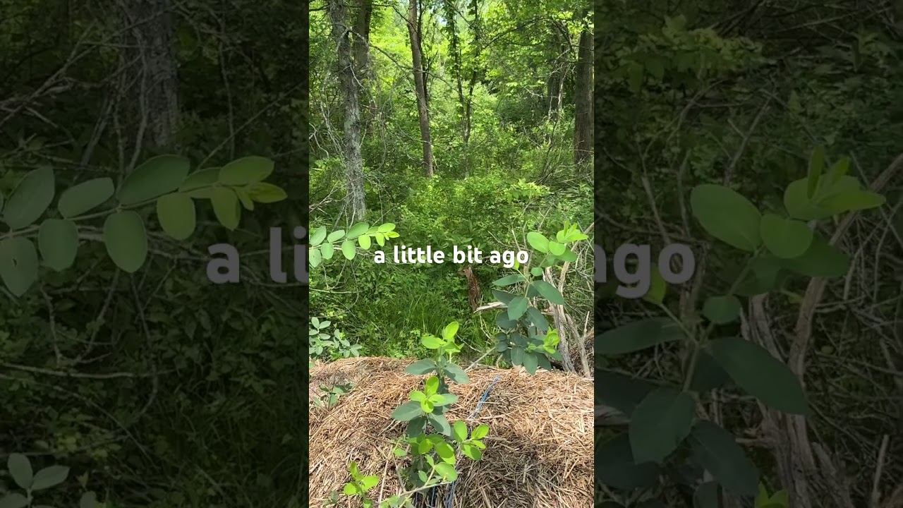 Fat Farmer Saves Baby Deer Part 3 #3n1treeservice #animalrescue #babydeer #animalrescuevideos
