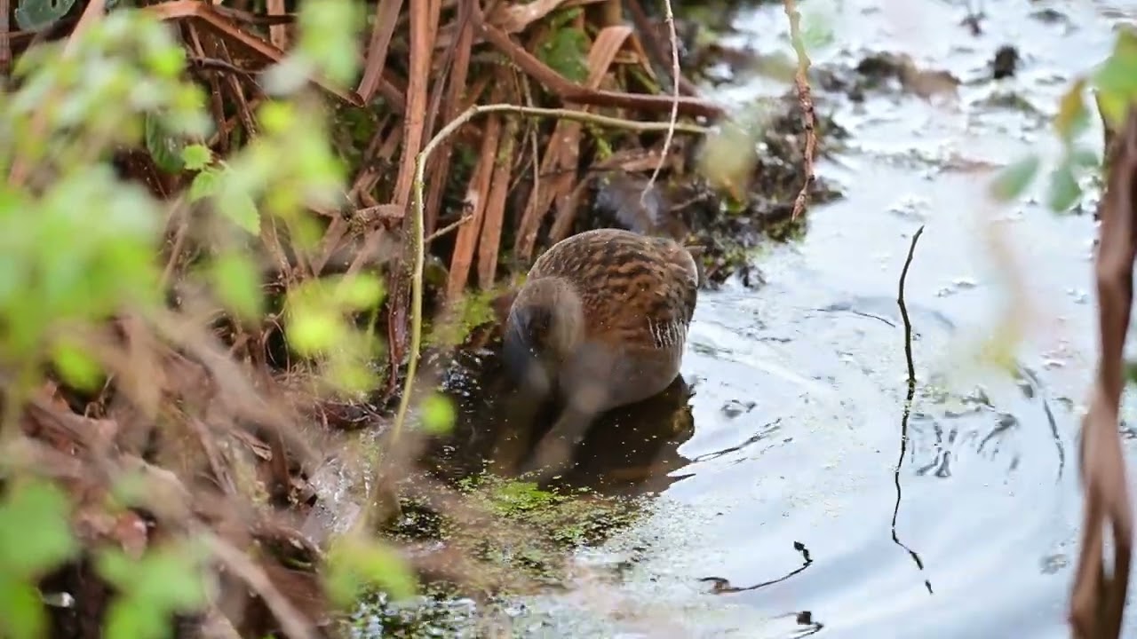 Water Rail at RSPB Greylake in Somerset, UK