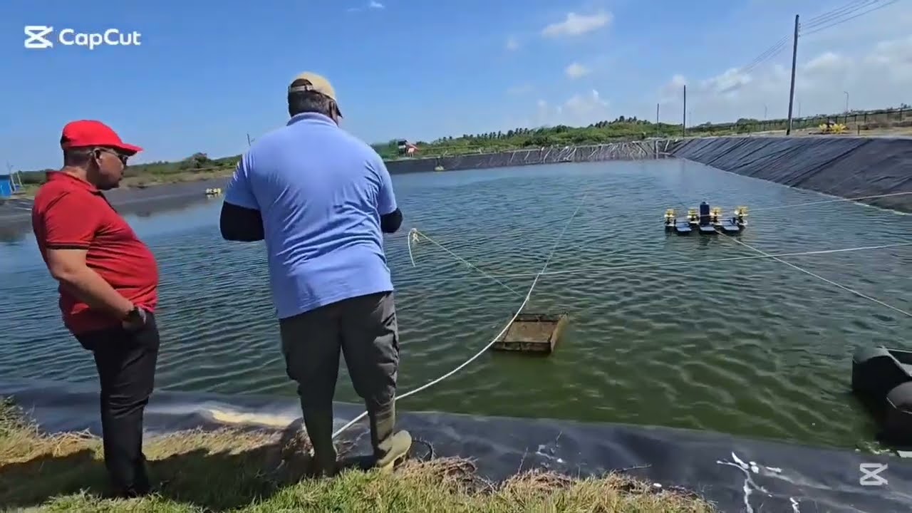 Производство креветок в Гайане 🇬🇾