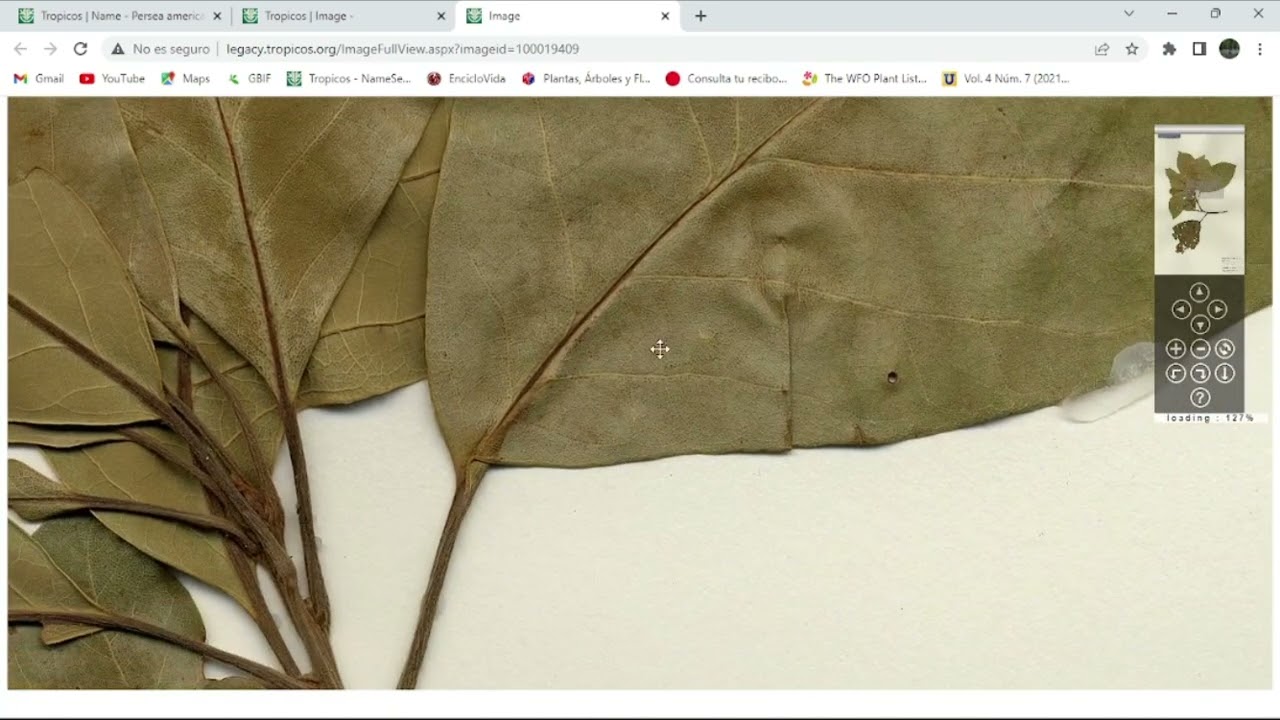 Uso de Tropicos.org