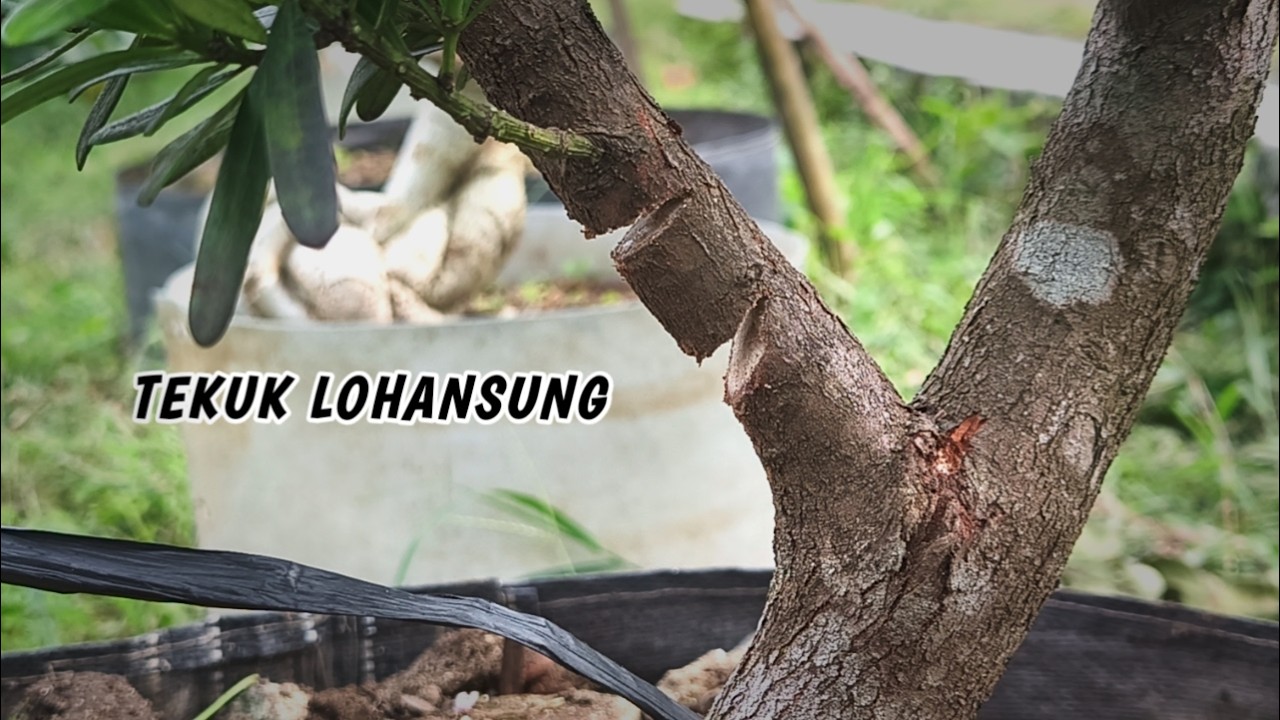 Как согнуть большой стебель Lohansung