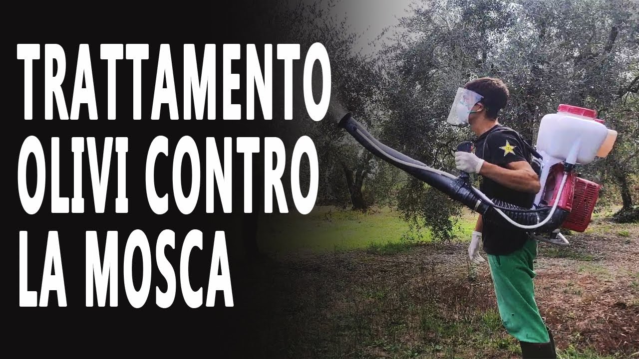 TRATTAMENTO OLIVI CONTRO LA MOSCA - utilizzando il caolino